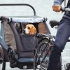 Thule Courier Dog Trailer Kit komplet za prikolicu za psa